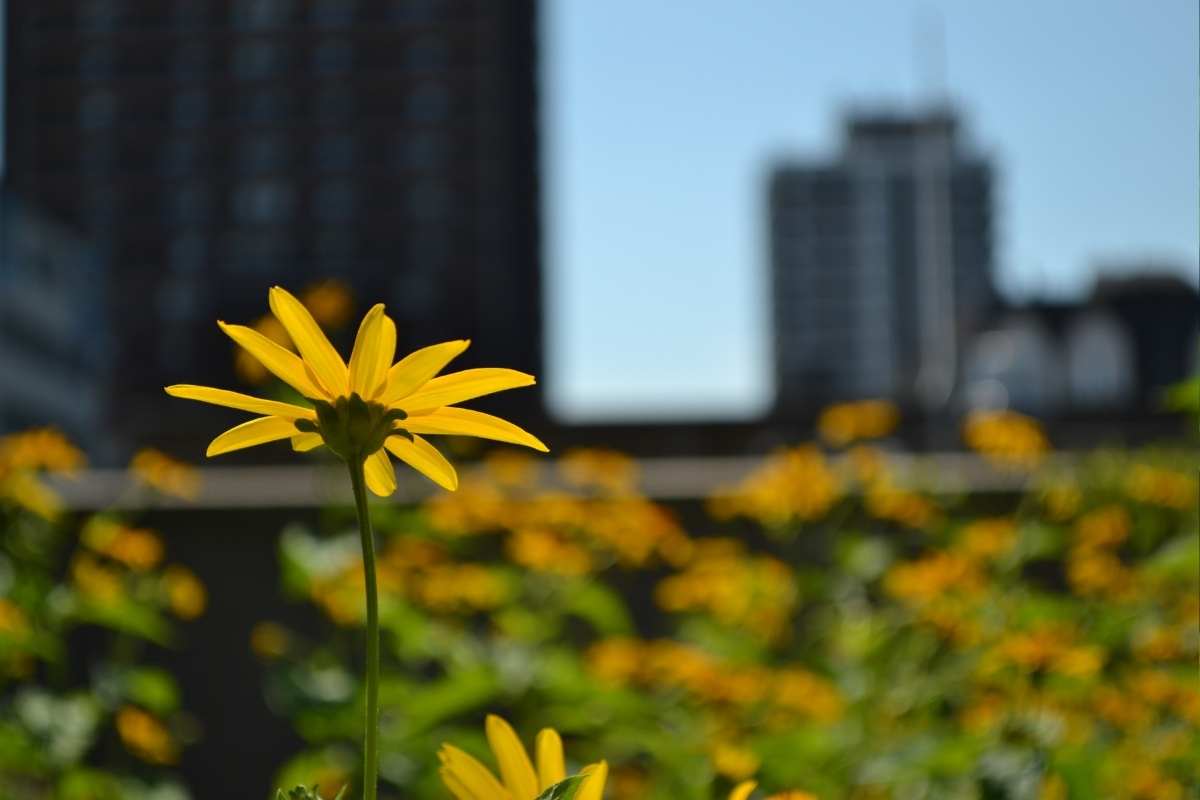 Les meilleures plantes pour un jardin de ville